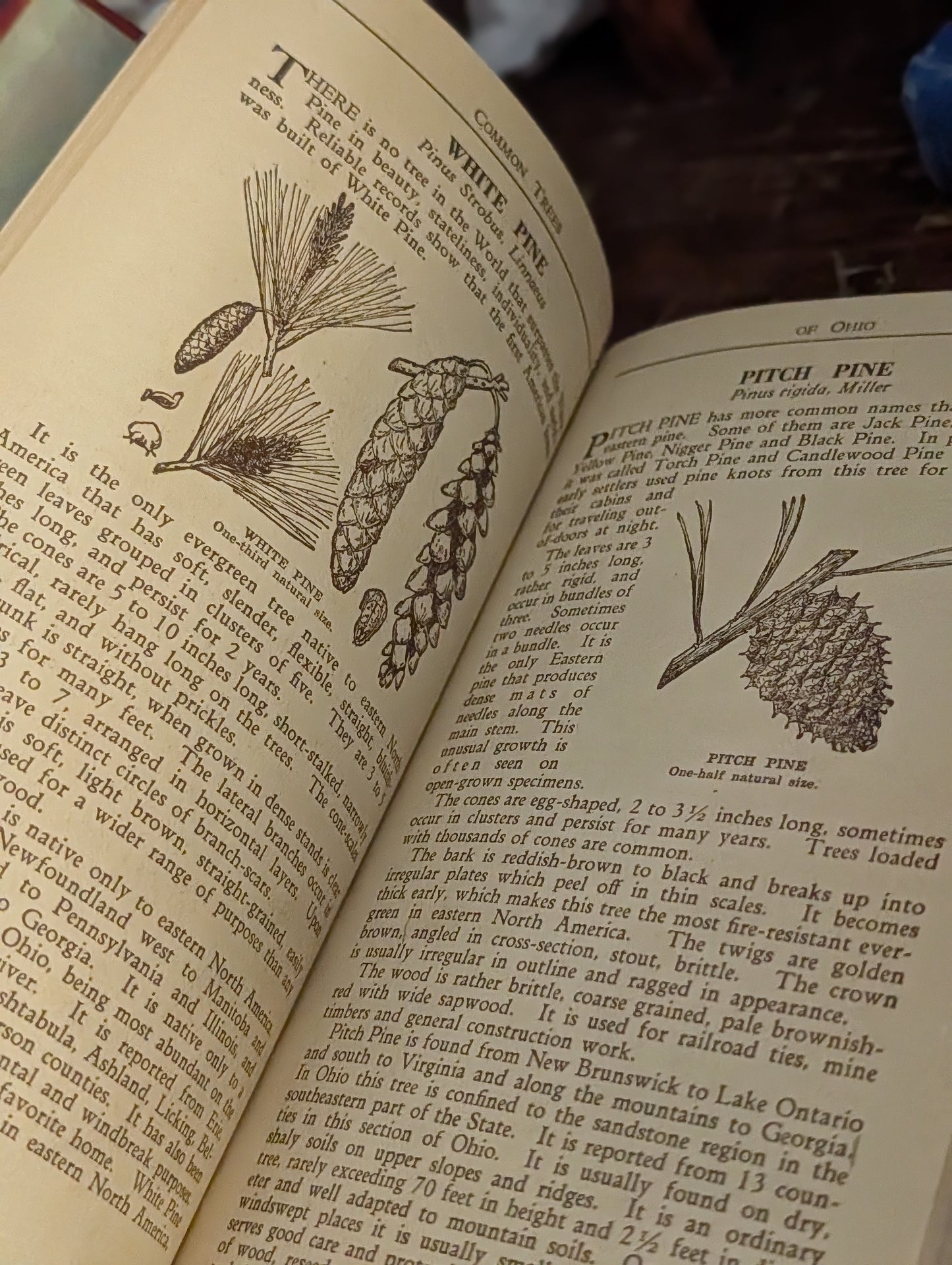 Ohio tree book