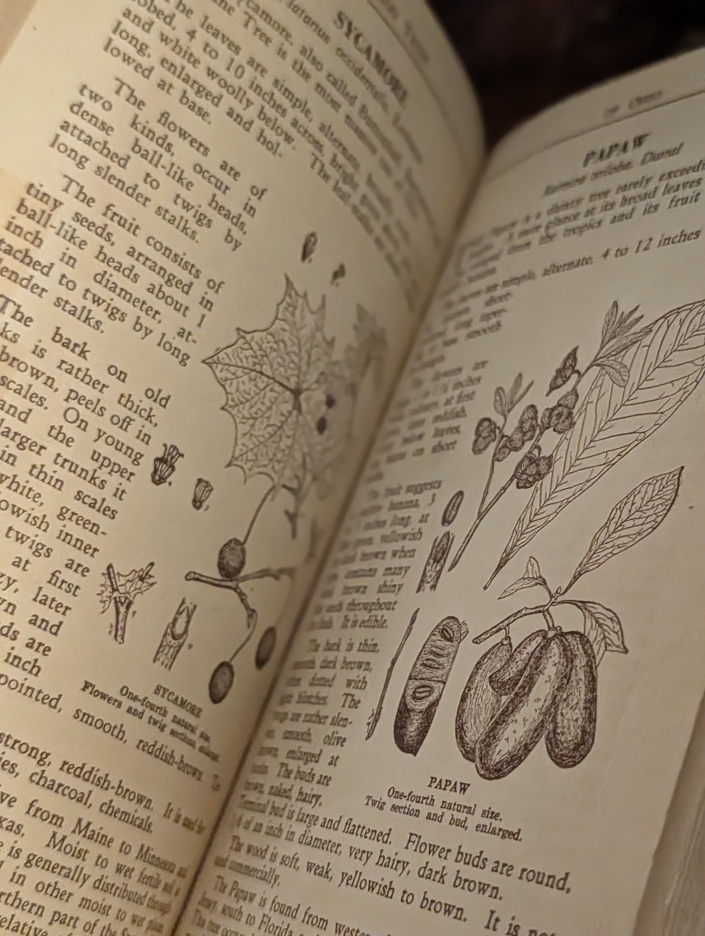 Ohio tree book
